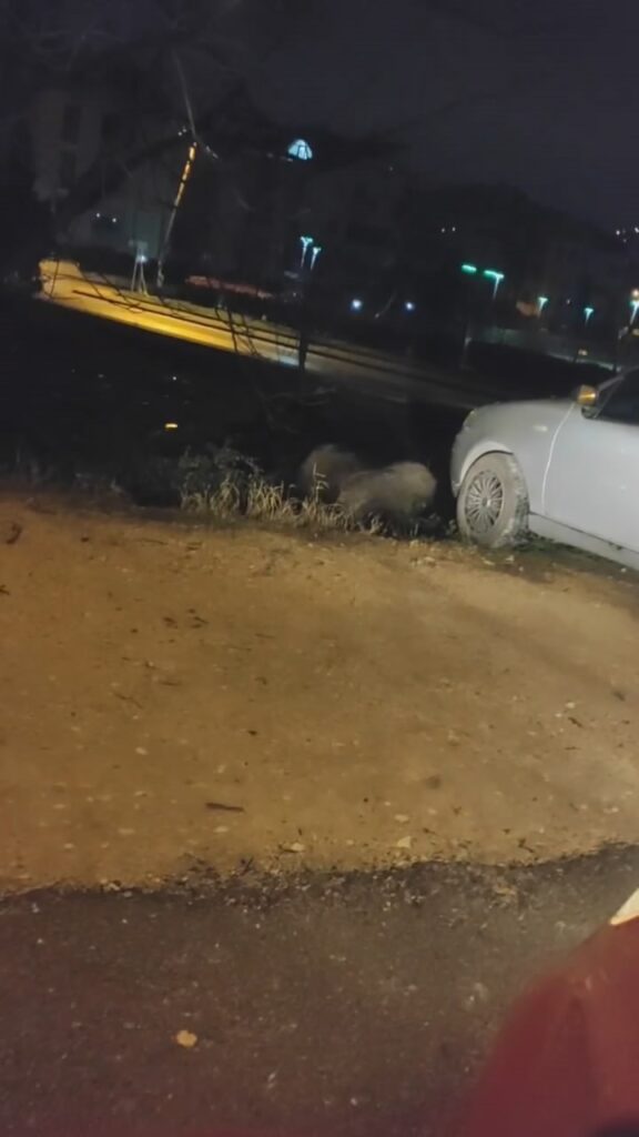 bursada ac kalan domuzlar sehir merkezine indi 34a7f98 |