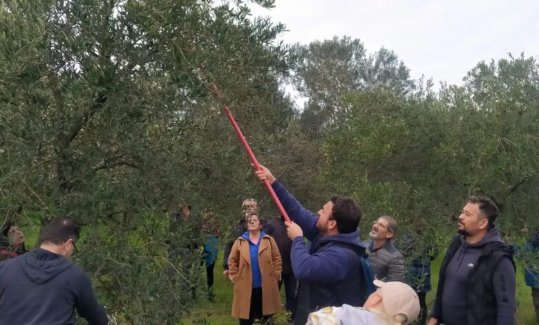 edremitte zeytin budama kursu yapildi 7ab1ccb |