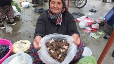 kuzu gobegi mantari altin ile yarisiyor 2543b53 |
