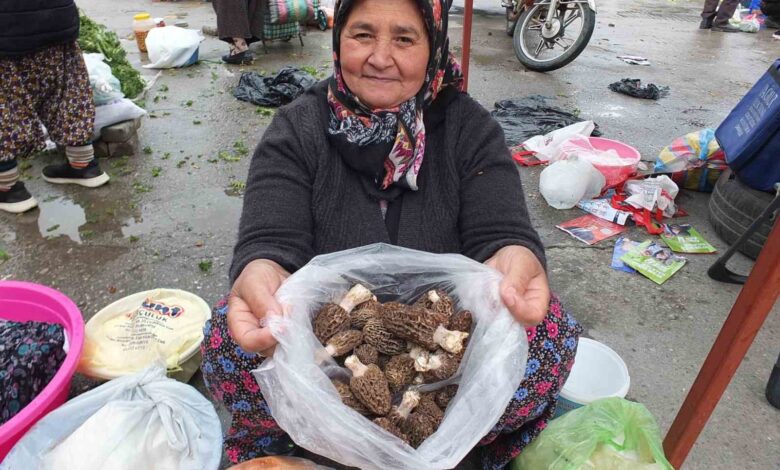 kuzu gobegi mantari altin ile yarisiyor 2543b53 |