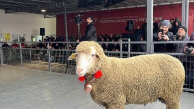 merinos kocu 150 bin liradan satildi 0e1005a |