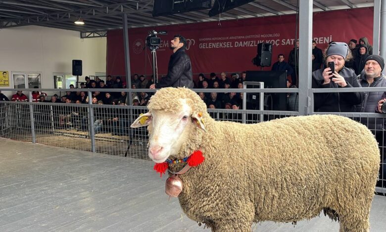 merinos kocu 150 bin liradan satildi 0e1005a |