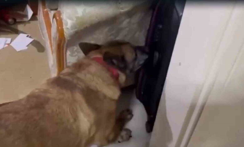 uyusturucu operasyonunda 2 kilo 510 gram esrar ele gecirildi 9c1be2e |