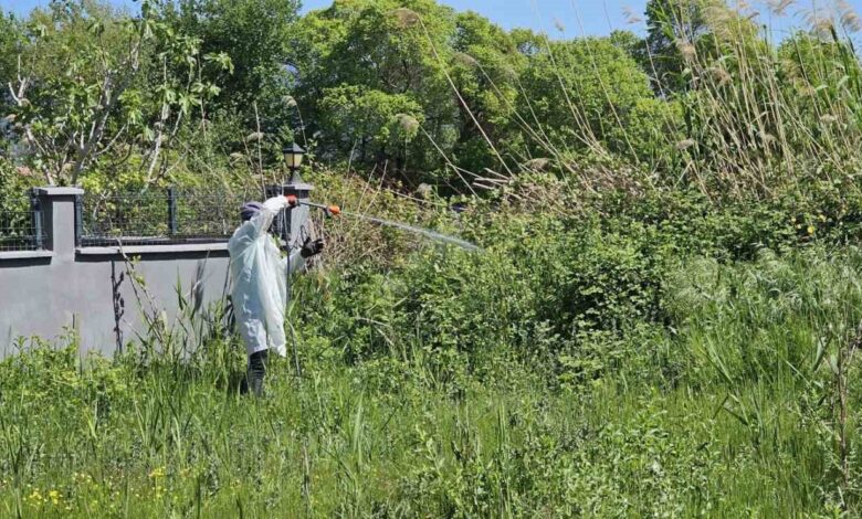 buyuksehir ekipleri sineksiz bir yaz icin araliksiz calisiyor 61eed4b |