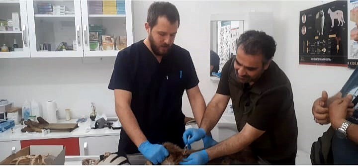 kazdaglari milli parklar sefligi baygin bulunan tilki icin seferber oldu 97005c6 |