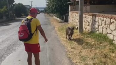 ac kalan domuzu biskuvi ile besledi 08522c3 |