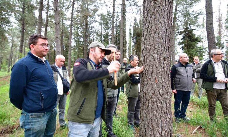 balikesirde hizli gelisen tur agaclandirmalari gozlem altinda 8cce2e2 |