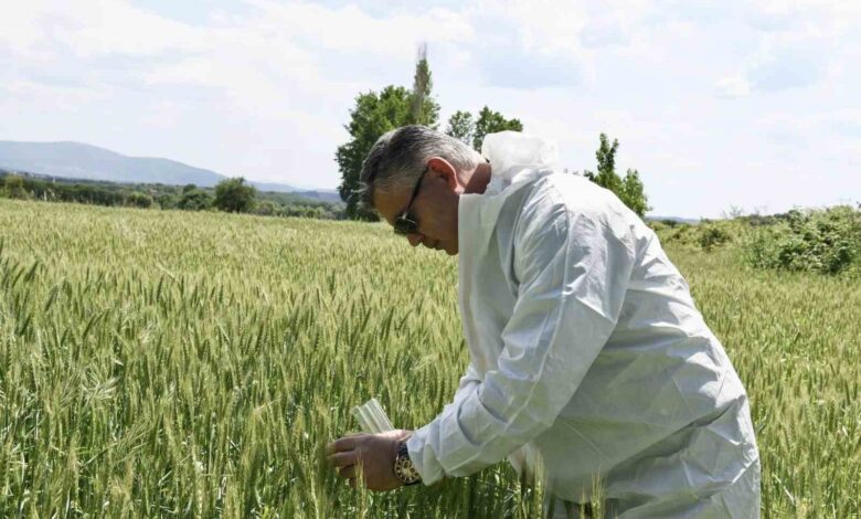 Balıkesir’de süne ile biyolojik mücadele başladı 1 balikesirde sune ile biyolojik mucadele basladi ebc056e |