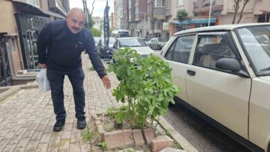 bandirmada sokaklarin yesillenmesi icin cagri 4fc1ab6 |