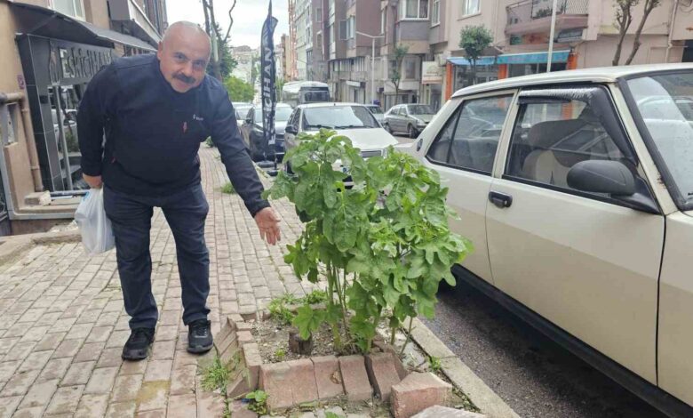 bandirmada sokaklarin yesillenmesi icin cagri 4fc1ab6 |