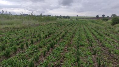 ekiminden hasadina kadar buyuksehir yanlarinda 1 |