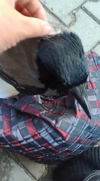 vatandas ile karganin dostlugu tebessum ettirdi 4b34eb3 |