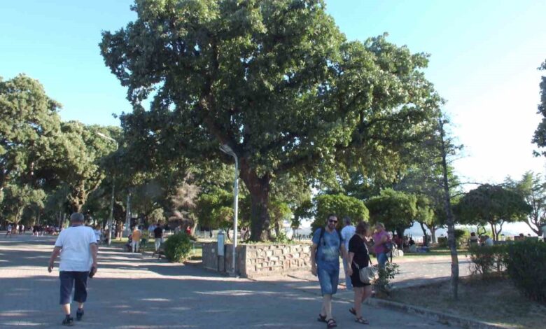 Balıkesir’de tarihi meşe ağaçları koruma altına alındı 1 balikesirde tarihi mese agaclari koruma altina alindi 173d08e |