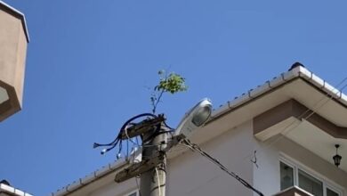 elektrik direginin tepesinde agac filizlendi ff5c1f1 |