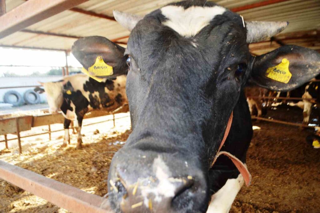 kurbanlik alirken bu detaylara dikkat 7f38657 |