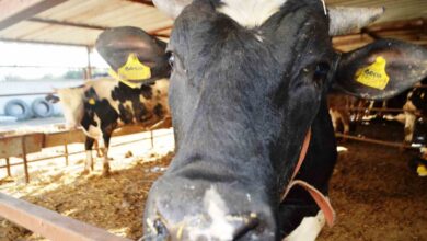 kurbanlik alirken bu detaylara dikkat 7f38657 |