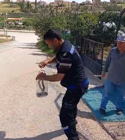 Yakaladığı yılanı pet şişeye koydu, doğaya saldı 1 yakaladigi yilani pet siseye koydu dogaya saldi 030ba12 |