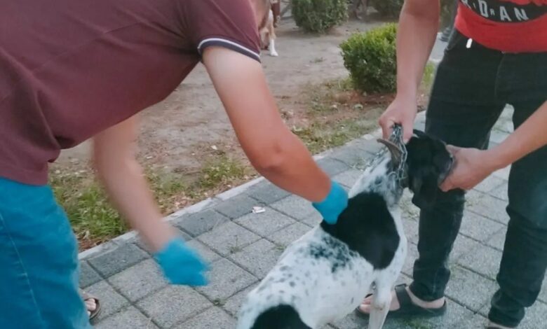 av kopeklerine kuduz asisi yapildi 9abfcfa |