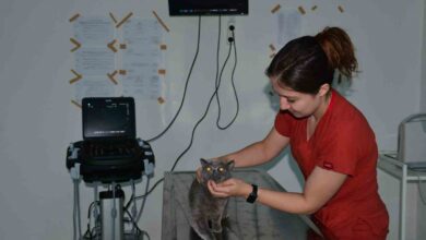 balikesirde bin hasta hayvana yardim eli 939d674 |