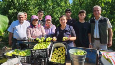 bayramic beyazinda 20 bin ton uretim bekleniyor 0680a69 |