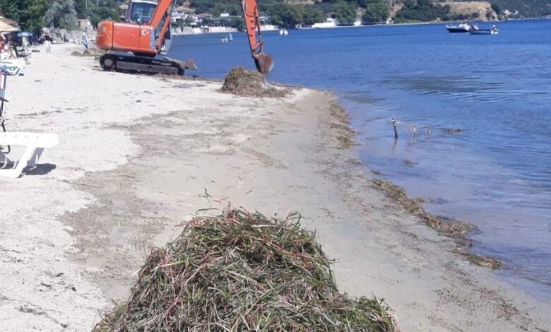 Erdek’te deniz çayırı katliamı 1 erdekte deniz cayiri katliami babae15 |