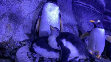 istanbulda 4 bebek penguen dunyaya geldi 264cf37 |
