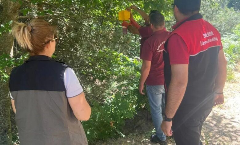 Kestane gal arısı zararlısı için tuzaklar asıldı 1 kestane gal arisi zararlisi icin tuzaklar asildi 9677a59 |