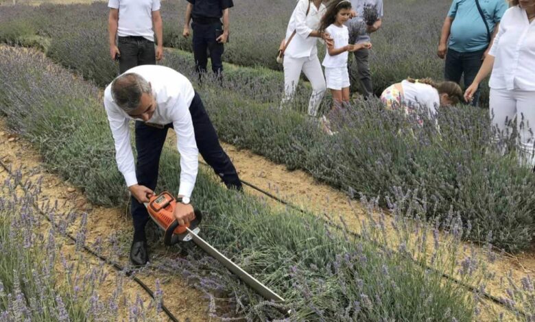 Paşalimanı Adası’nda lavanta hasadı gerçekleşti 1 pasalimani adasinda lavanta hasadi gerceklesti 1fac036 |