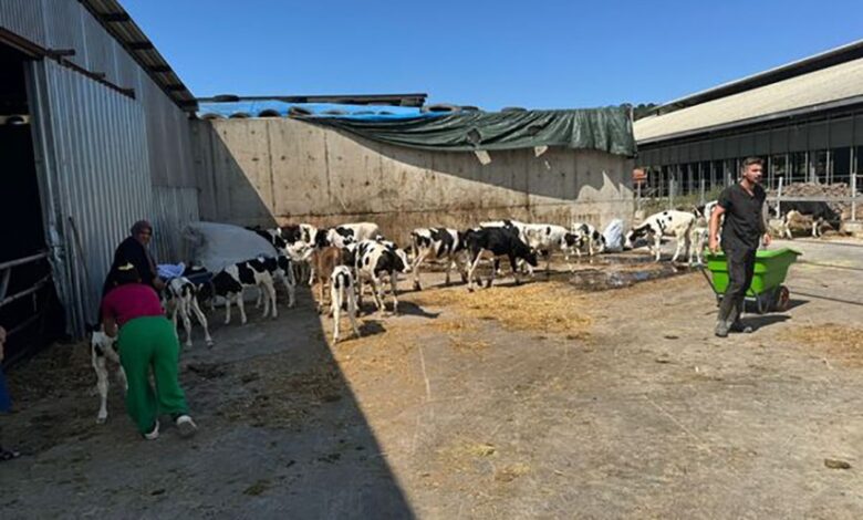 balikesirde buyukbas hayvan ciftliginde yangin 8ffa703 |