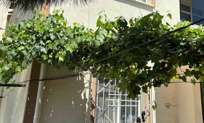 bebegi olumden uzum asmasi korudu f10e8fc |