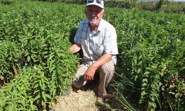 burhaniye stevia uretim merkezi oldu 1f47118 |