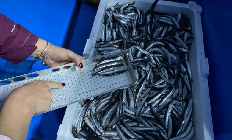 Hamsi avcılığına kota getirildi 1 hamsi avciligina kota getirildi 359ed49 |