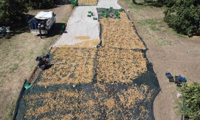 Havran’da coğrafi işaretli incir hasadı sürüyor 1 havranda cografi isaretli incir hasadi suruyor f8b51c7 |