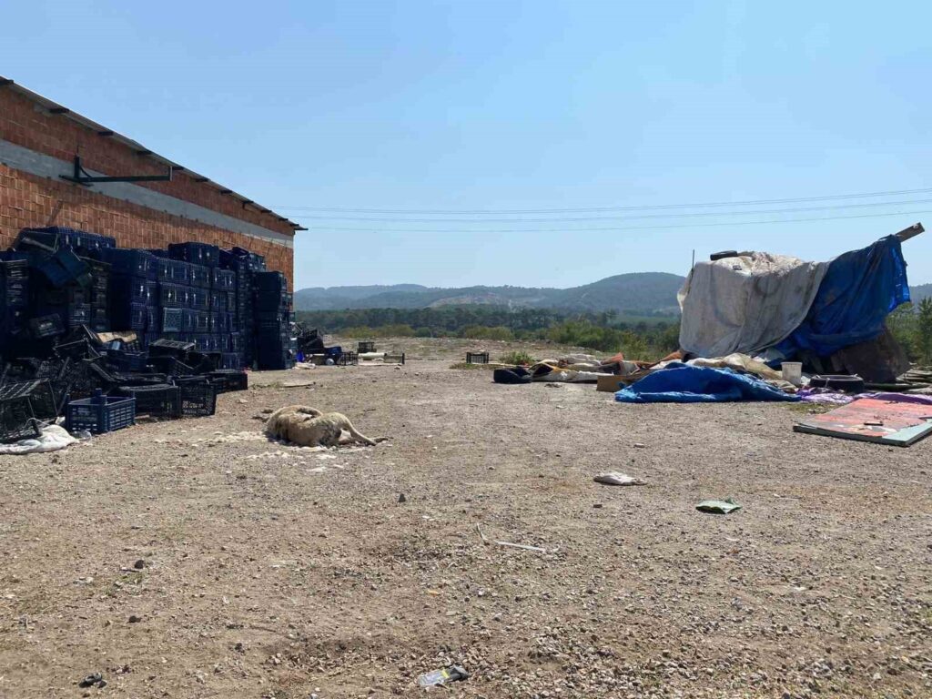 ayvacikta 2 kopek silahla olduruldu 5c29742 |