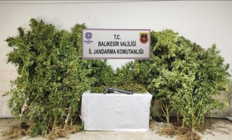 Bandırma’da kamu arazisine kenevir eken şüpheliler suçüstü yakalandı 1 bandirmada kamu arazisine kenevir eken supheliler sucustu yakalandi 3b1625c |