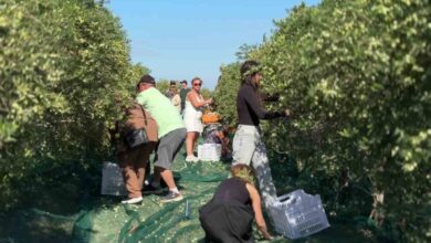 bozcaadada zeytin hasat yarismasi renkli goruntulere sahne oldu 5925884 |