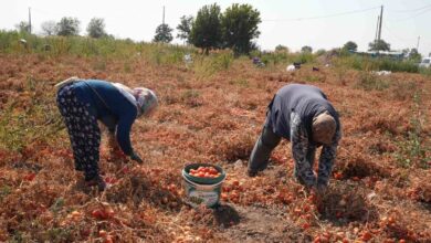 domatesi tarlada kalan ciftci buyuksehir araciligiyla ihtiyac sahiplerine bagisladi e1aca92 |