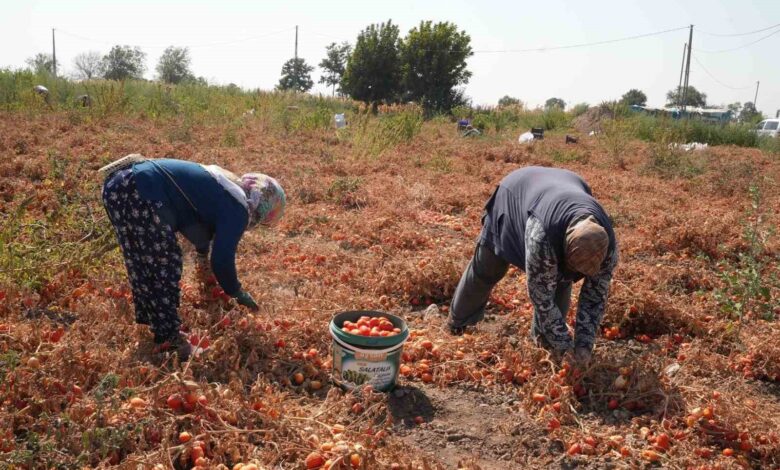 domatesi tarlada kalan ciftci buyuksehir araciligiyla ihtiyac sahiplerine bagisladi e1aca92 |