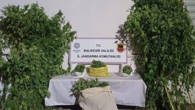 gonende kamu arazisinde kenevir bitkisi yetistiren supheliler yakalandi 2ad2669 |