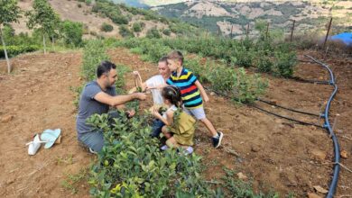 sindirgida aronya hasadi basladi 3670e18 |