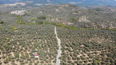 2024 2025 zeytin sezonunda 3 milyon 600 bin ton zeytin 750 bin ton sofralik zeytin 2 milyon 850 bin ton yaglik zeytin ve 475 bin ton zeytinyagi rekoltesi bekleniyor 42cf4fd |