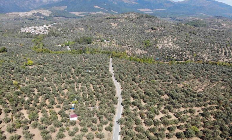 2024-2025 zeytin sezonunda 3 milyon 600 bin ton zeytin, 750 bin ton sofralık zeytin, 2 milyon 850 bin ton yağlık zeytin ve 475 bin ton zeytinyağı rekoltesi bekleniyor 1 2024 2025 zeytin sezonunda 3 milyon 600 bin ton zeytin 750 bin ton sofralik zeytin 2 milyon 850 bin ton yaglik zeytin ve 475 bin ton zeytinyagi rekoltesi bekleniyor 42cf4fd |