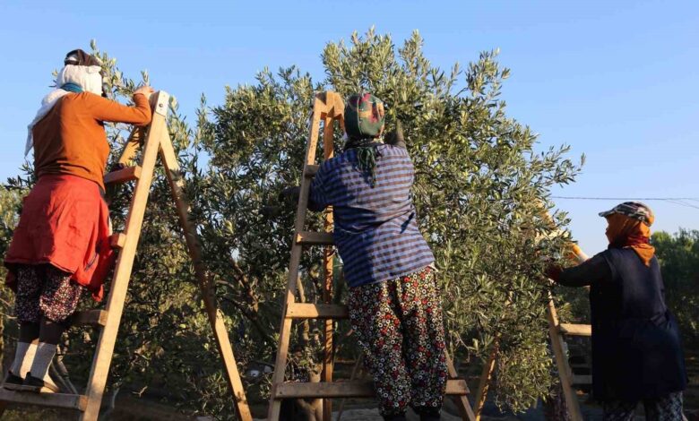 Ayvalık’ta dua ve hayır yemekleriyle ilk hasat 1 ayvalikta dua ve hayir yemekleriyle ilk hasat 9abfcfa |