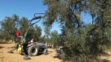 balikesirli kasifin yaptigi makineler zeytin hasadini kolaylastirdi 58154df |