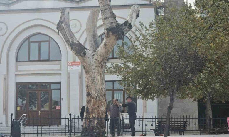 bandirmada asirlik kuruyan kavak agacin kalan kismi da kesildi 294be91 |