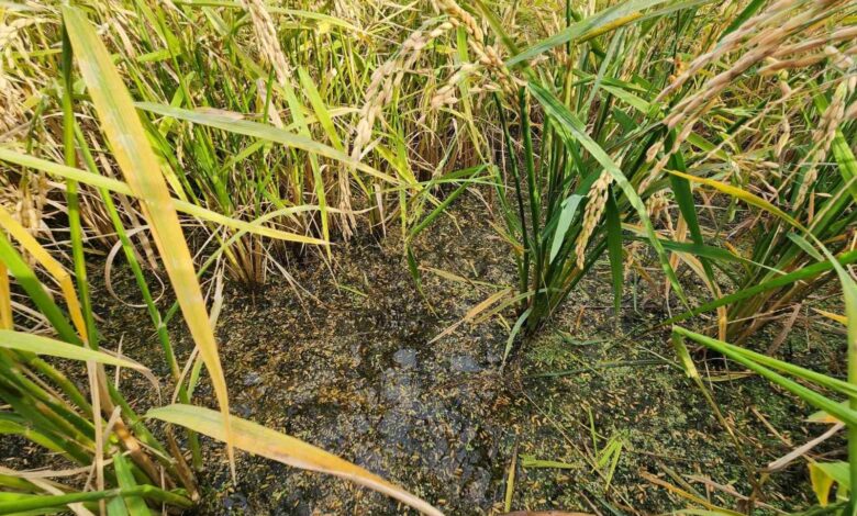 bigada dolu ve firtinadan zarar goren koylerde hasar tespit calismasi yapildi 3dad999 |