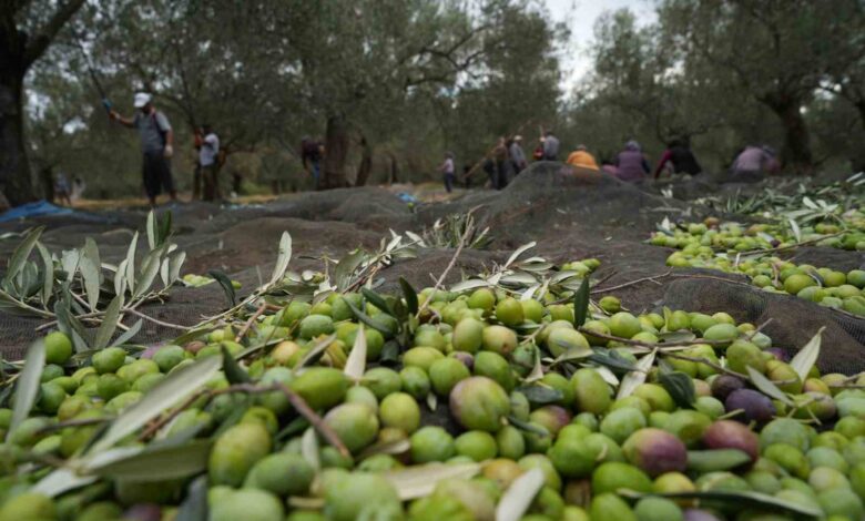 bilinenin aksine siyah ve yesil zeytin agaclari ayri degil ca3559e |