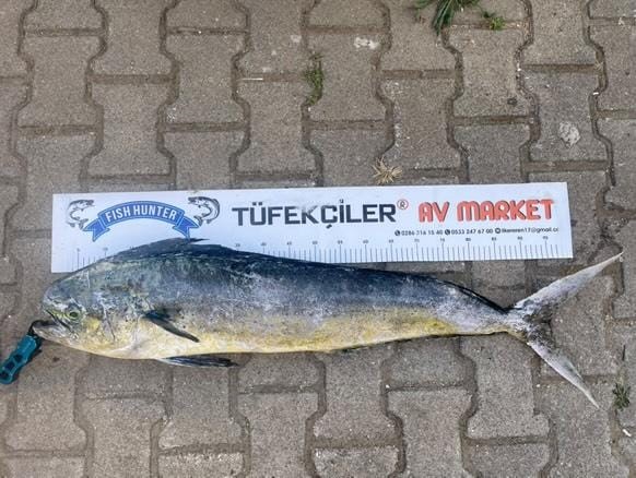 canakkalede amator balikcidan dev lambuka fe07399 |