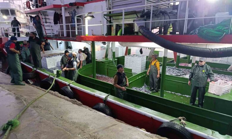 canakkalede denetlenen 232 bin 700 kilogram hamsi karaya cikarildi e393c77 |