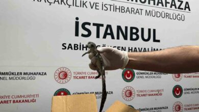 gumruk muhafaza ekipleri canli hayvan kacakciligina engel oldu 3ccf70b |